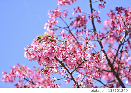 オカメ桜とメジロ オカメ桜とメジロ 138101249