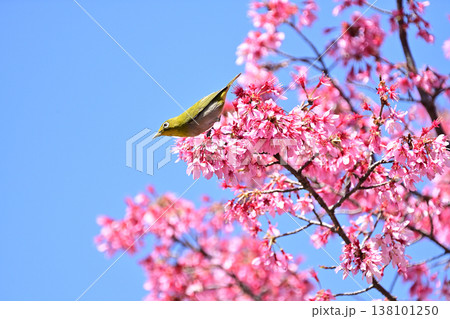 オカメ桜とメジロ 138101250