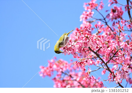 オカメ桜とメジロ オカメ桜とメジロ 138101252