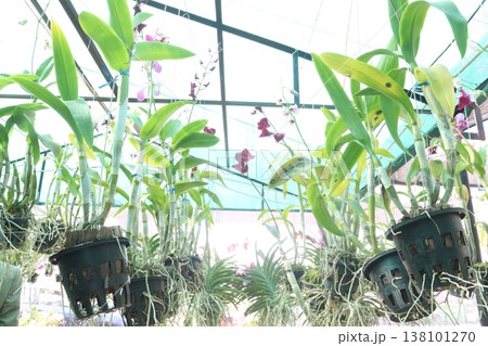 Cattleya orchid flower plant on hanging pot in nursery Cattleya orchid flower plant on hanging pot in nursery 138101270