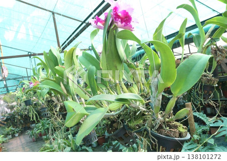 Cattleya orchid flower plant on hanging pot in nursery 138101272