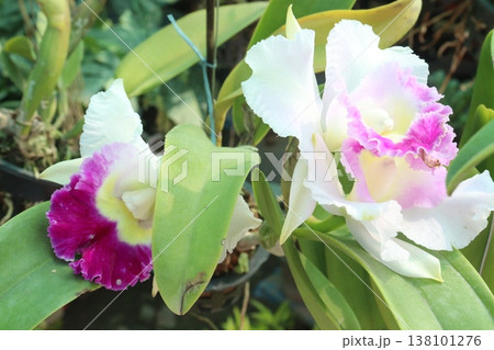 Cattleya orchid flower plant on hanging pot in nursery Cattleya orchid flower plant on hanging pot in nursery 138101276