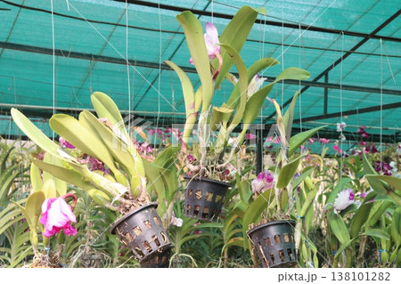 Cattleya orchid flower plant on hanging pot in nursery Cattleya orchid flower plant on hanging pot in nursery 138101282