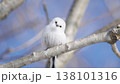 首をかしげるシマエナガ 138101316