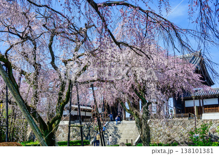 東京都　府中市　東郷寺（とうごうじ）　しだれ桜 138101381
