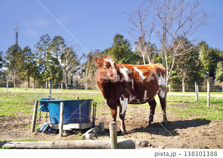 青空の下の牧場の牛 138101388