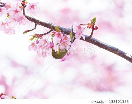 河津桜とメジロ 138101588