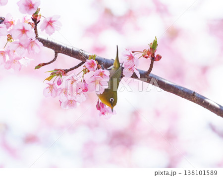 河津桜とメジロ 河津桜とメジロ 138101589