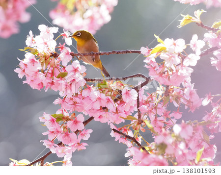 河津桜とメジロ 138101593