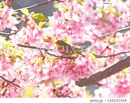 河津桜とメジロ 河津桜とメジロ 138101594