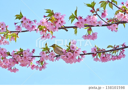 河津桜とメジロ 河津桜とメジロ 138101598