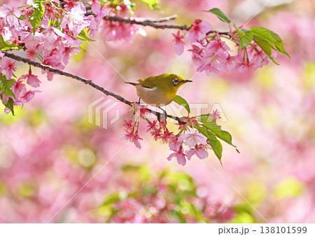 河津桜とメジロ 河津桜とメジロ 138101599