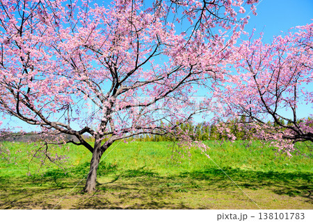 桜並木の綺麗な北浅羽桜堤公園 一本の早咲き安行寒桜 桜並木の綺麗な北浅羽桜堤公園 一本の早咲き安行寒桜 138101783