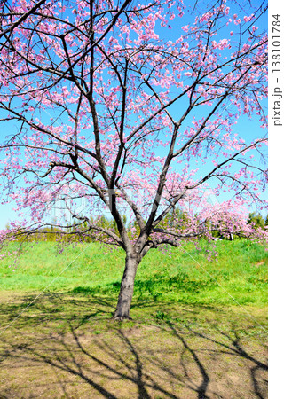 桜並木の綺麗な北浅羽桜堤公園　一本の早咲き安行寒桜 138101784
