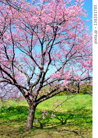 桜並木の綺麗な北浅羽桜堤公園　一本の早咲き安行寒桜 138101785