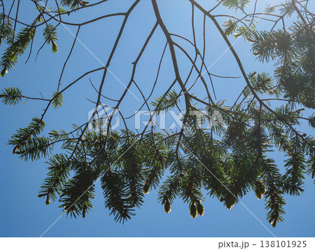 Douglas Fir Branch And Foliage In Blue Sky 138101925