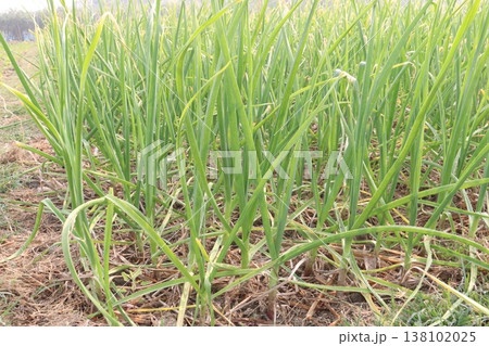 garlic on farm for harvest are cash crops 138102025