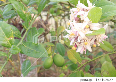 Lemon with flower on tree in farm Lemon with flower on tree in farm 138102027
