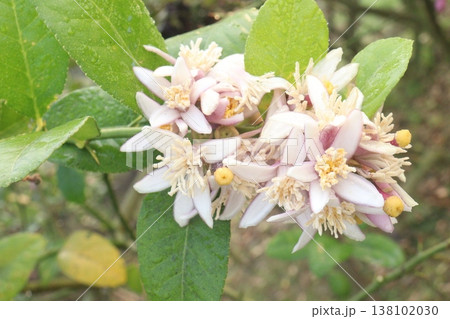 Lemon with flower on tree in farm Lemon with flower on tree in farm 138102030