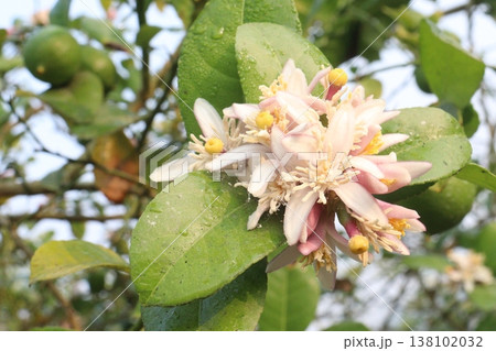 Lemon with flower on tree in farm Lemon with flower on tree in farm 138102032