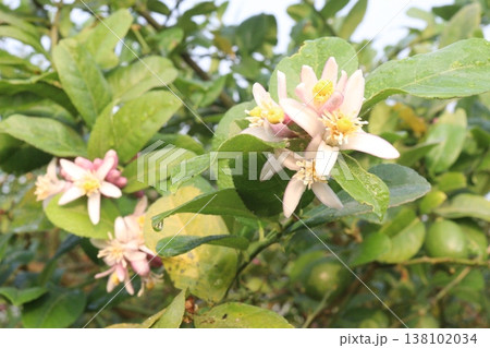 Lemon with flower on tree in farm Lemon with flower on tree in farm 138102034