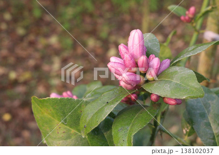 Lemon with flower on tree in farm Lemon with flower on tree in farm 138102037