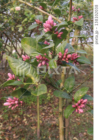Lemon with flower on tree in farm 138102038