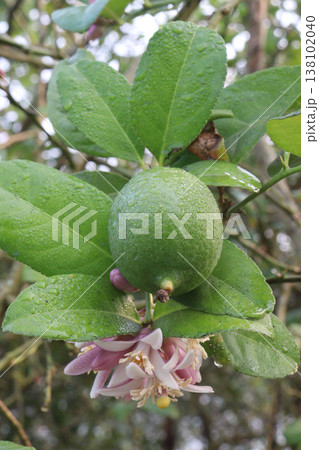 Lemon with flower on tree in farm Lemon with flower on tree in farm 138102040