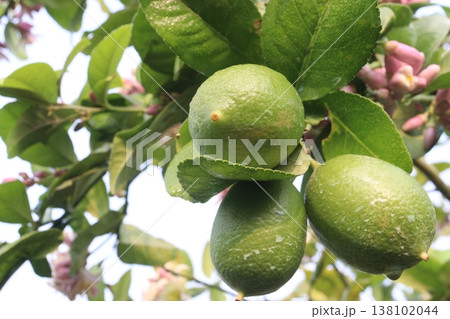 Lemon with flower on tree in farm Lemon with flower on tree in farm 138102044