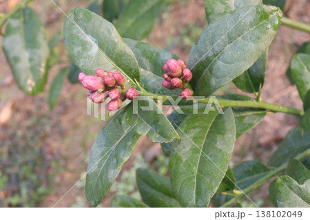 Lemon with flower on tree in farm Lemon with flower on tree in farm 138102049