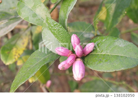 Lemon with flower on tree in farm Lemon with flower on tree in farm 138102050