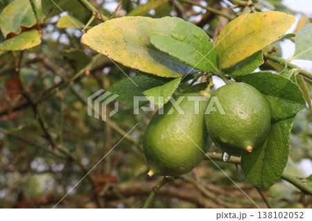 Lemon with flower on tree in farm 138102052