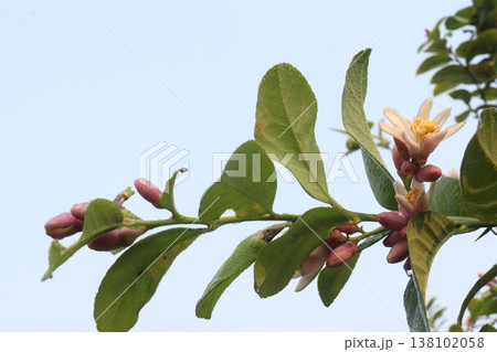 Lemon with flower on tree in farm Lemon with flower on tree in farm 138102058