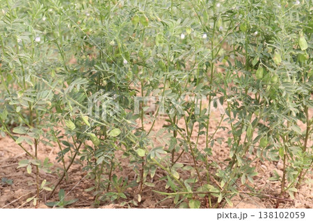lentils plant on farm for harvest lentils plant on farm for harvest 138102059