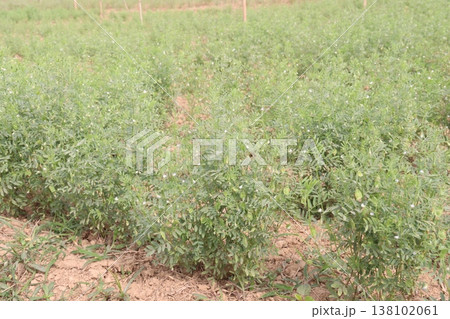 lentils plant on farm for harvest lentils plant on farm for harvest 138102061