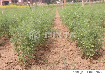 lentils plant on farm for harvest lentils plant on farm for harvest 138102072