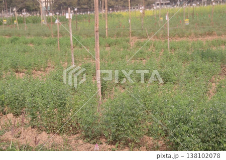 lentils plant on farm for harvest lentils plant on farm for harvest 138102078