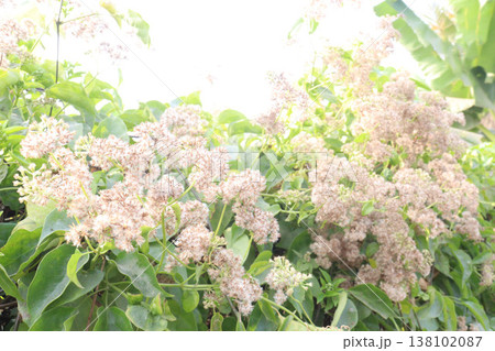 Mikania micrantha medicinal and flower plant 138102087