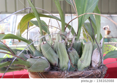 coelogyne mossiae orchid and ornamental flower plant coelogyne mossiae orchid and ornamental flower plant 138102088