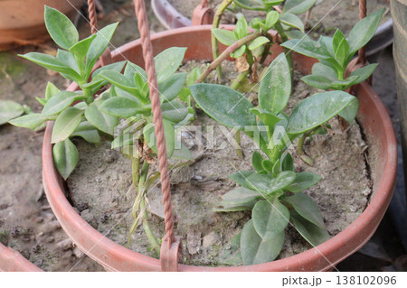 Baby sun rose flower plant on hanging pot in nursery Baby sun rose flower plant on hanging pot in nursery 138102096