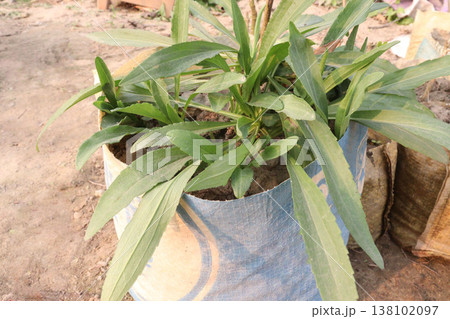goldenrod flower plant on bag in farm for harvest 138102097