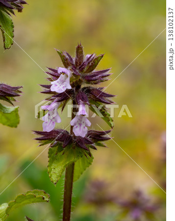 帰化植物であるヤブチョロギ 138102137