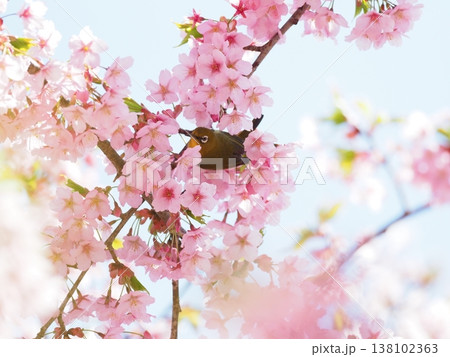 桜とメジロ 138102363