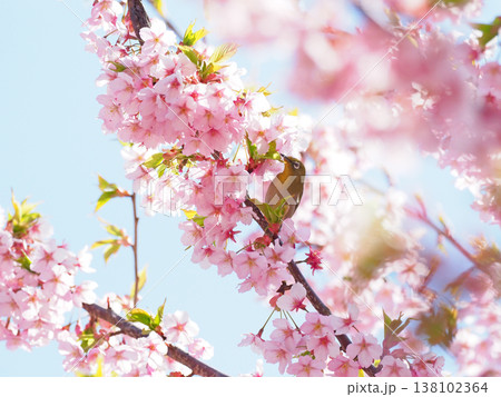 桜とメジロ 138102364