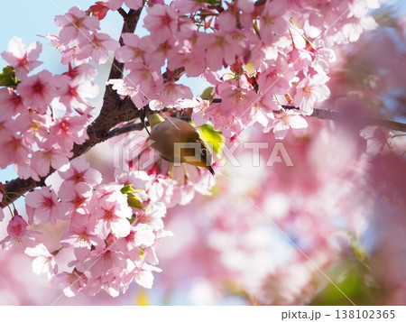 桜とメジロ 138102365
