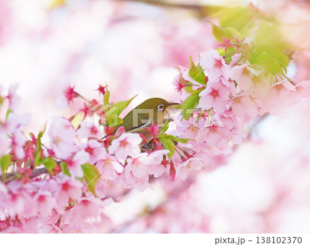 桜とメジロ 138102370