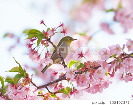 桜とメジロ 桜とメジロ 138102371
