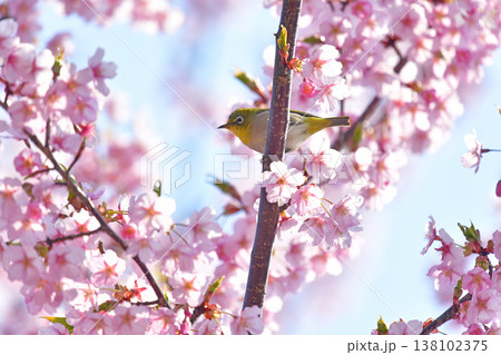 桜とメジロ 138102375