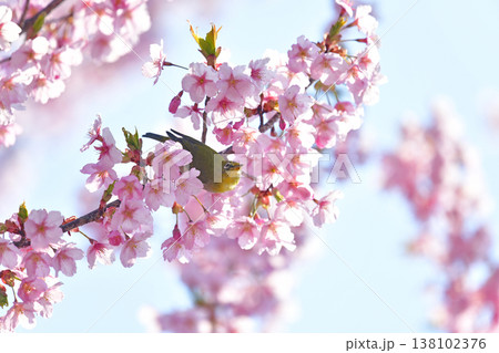 桜とメジロ 138102376