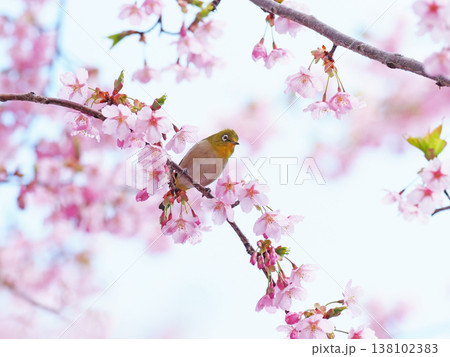 桜とメジロ 桜とメジロ 138102383